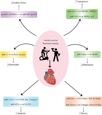 Exercise mediates myocardial infarction via non-coding RNAs